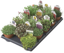 Växter för stenparti Ø12 cm